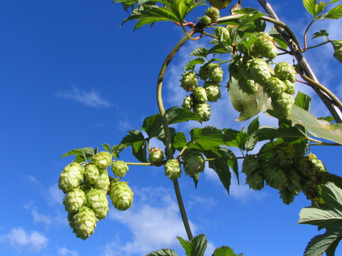 Hops and flowers